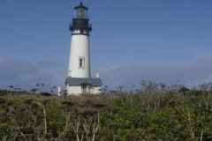 K5C7579-Yaquina-Head-Lighthouse-Beyond-Wildflowers