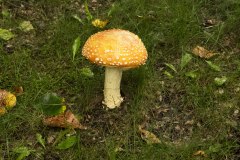 K38449 Orange-Mushroom