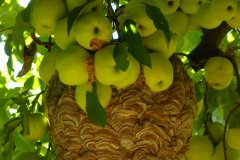 D4217-Bees-and-Apples