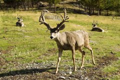 K53146-Mule-Deer-Buck
