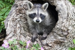 K5B7755-Curious Raccoon